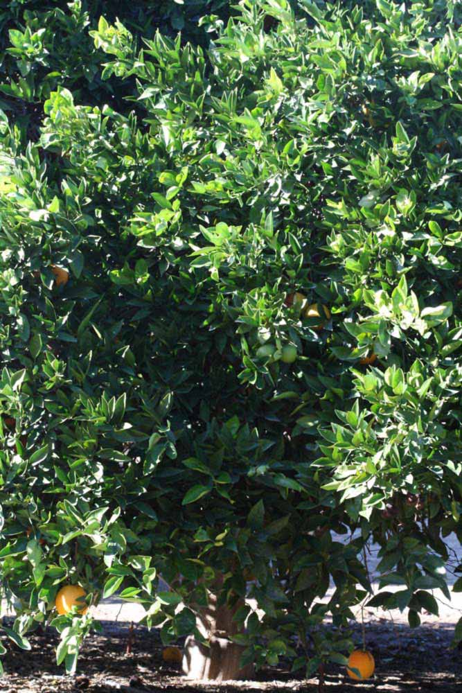            Habit (Riverside, CA)   